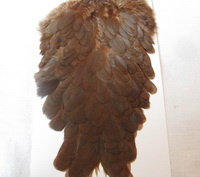 American hen saddle med. brown  Whiting
